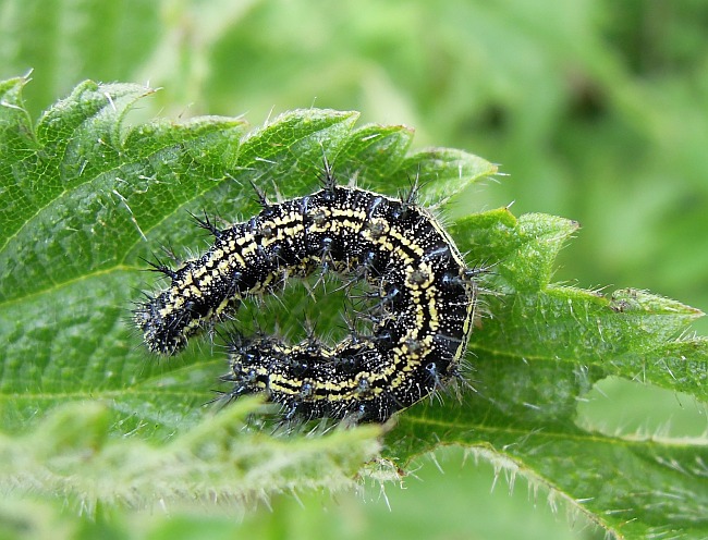 Aglais urticae? - S