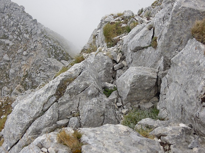 Arvicola delle nevi - Monti della Meta (versante laziale)