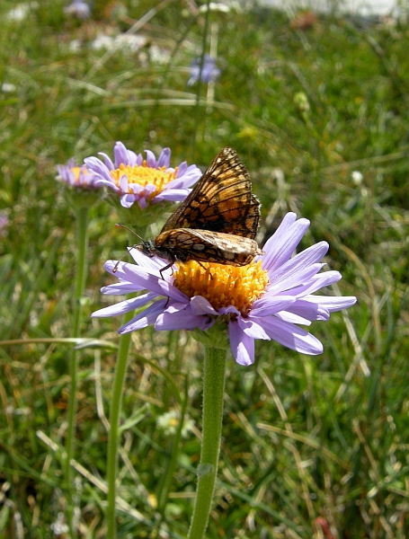 Melitaea