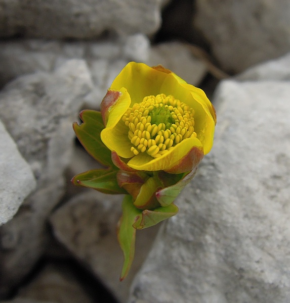 Ranunculus brevifolius /  Ranuncolo a foglie brevi