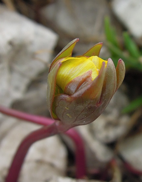 Ranunculus brevifolius /  Ranuncolo a foglie brevi