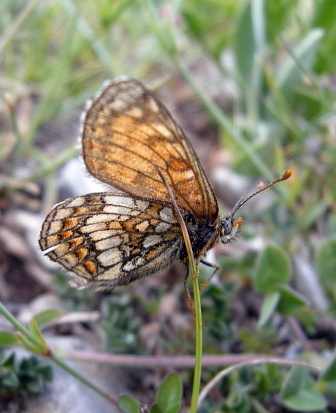 Melitaea