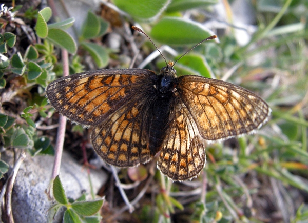Melitaea