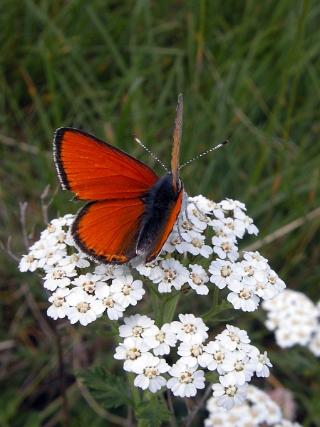 Lycaena virgaureae?