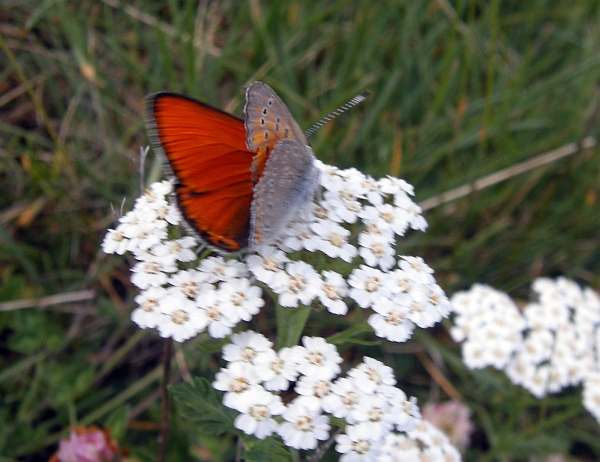 Lycaena virgaureae?