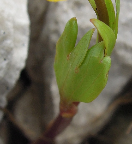 Ranunculus brevifolius /  Ranuncolo a foglie brevi