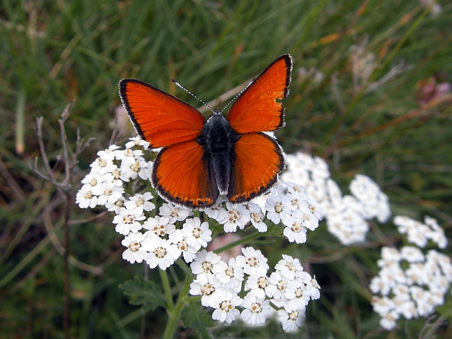 Lycaena virgaureae?