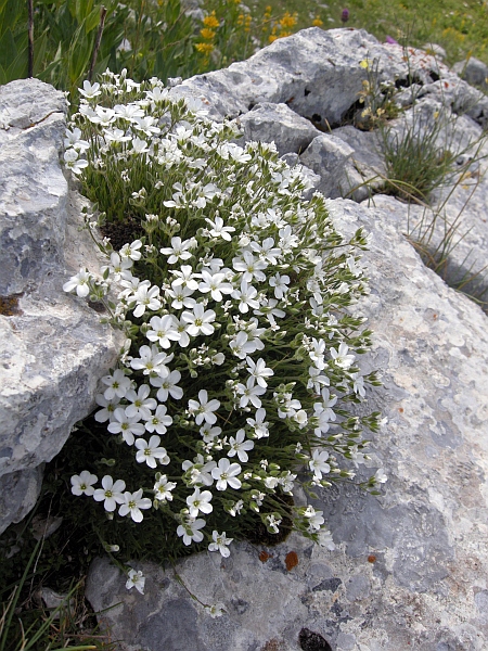 Minuartia graminifolia subsp. rosani