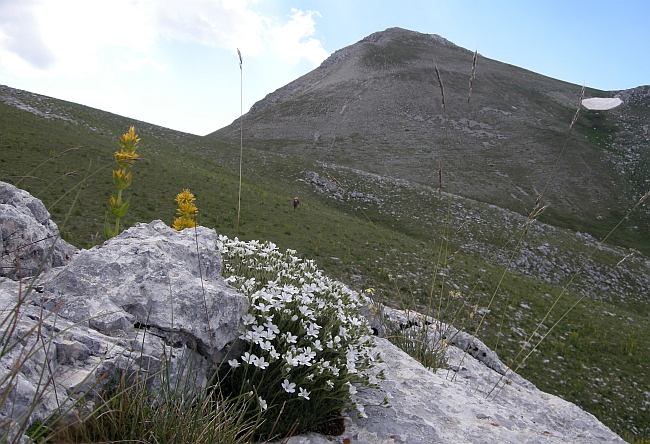 Minuartia graminifolia subsp. rosani