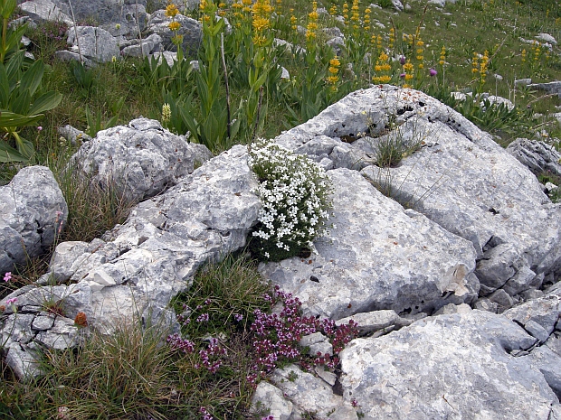 Minuartia graminifolia subsp. rosani