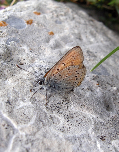 Lycaena hippothoe?