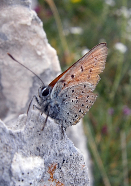 Lycaena hippothoe?