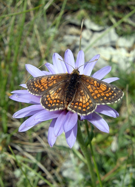 Melitaea