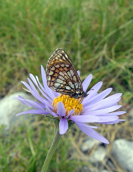 Melitaea