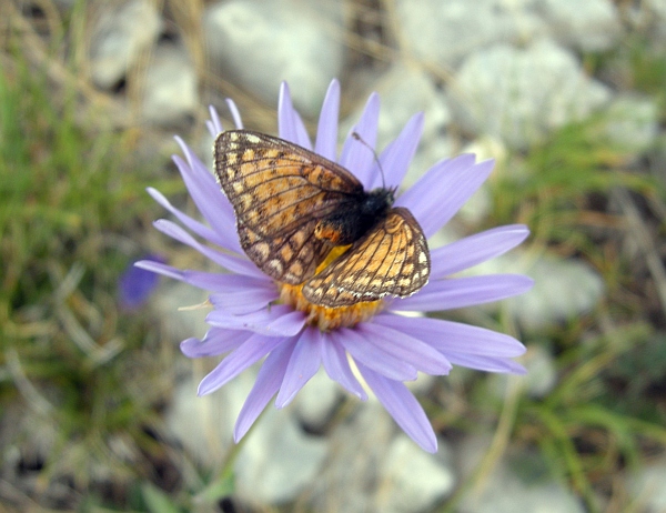 Melitaea