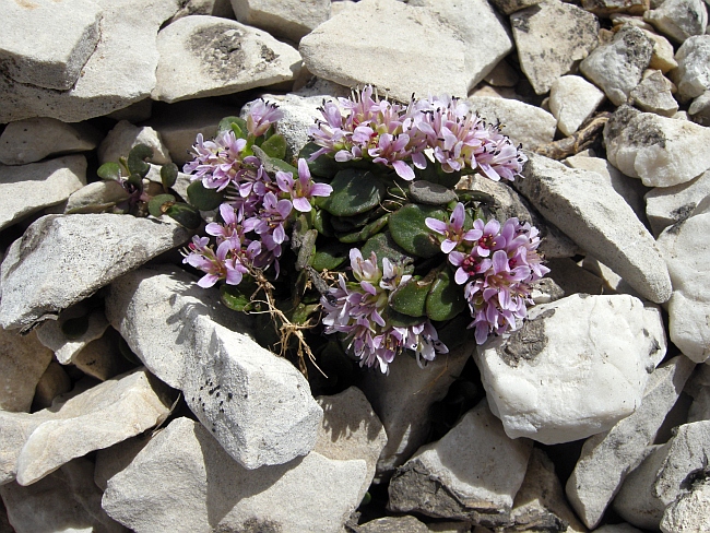 Noccaea stylosa (=Thlaspi stylosum) / Erba storna appennina