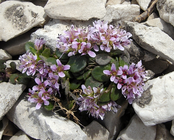 Noccaea stylosa (=Thlaspi stylosum) / Erba storna appennina