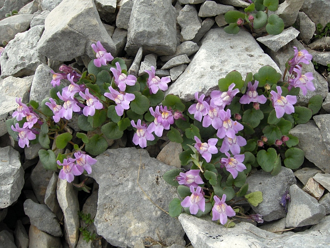 Cymbalaria pallida / Ciombolino abruzzese