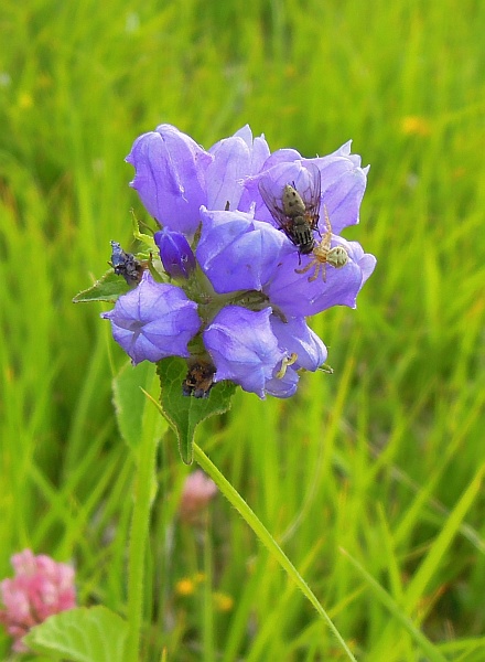 Campanula foliosa