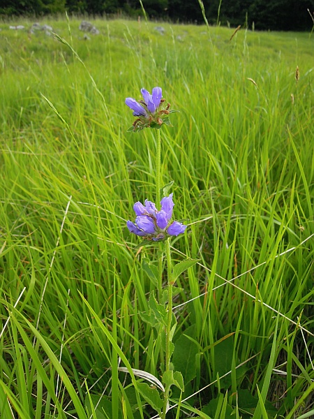 Campanula foliosa