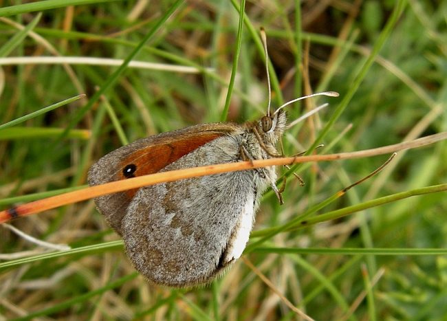 Erebia?