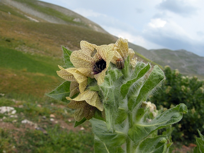 Coleottero giallo e arancio