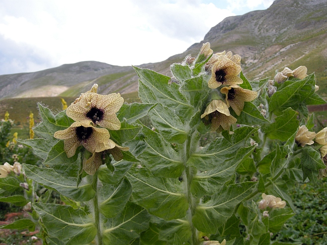 Hyoscyamus niger / Giusquiamo nero
