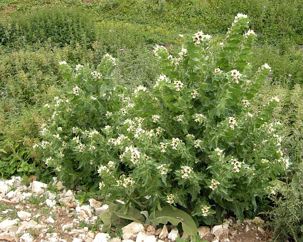 Hyoscyamus niger / Giusquiamo nero