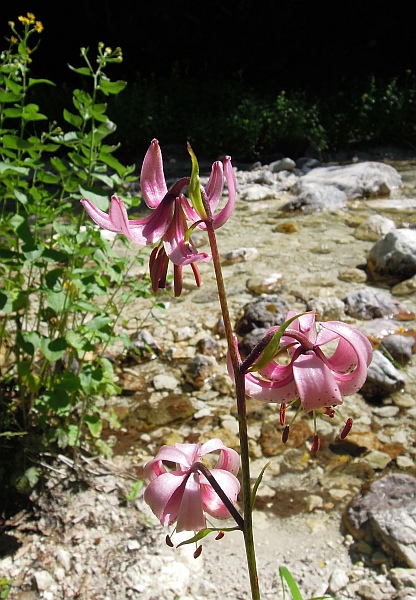 Lilium martagon / Giglio martagone
