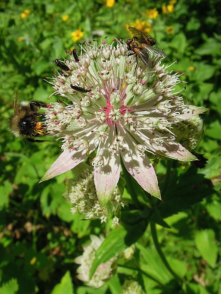 Astrantia major / Astranzia maggiore