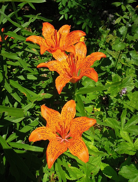 Lilium bulbiferum subsp. croceum