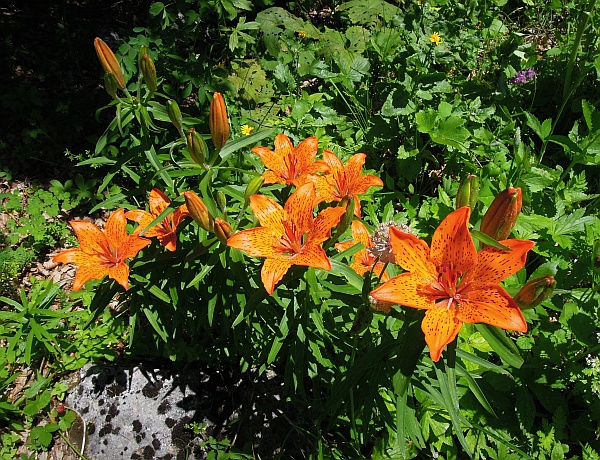 Lilium bulbiferum subsp. croceum