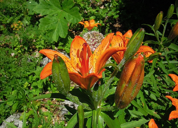 Lilium bulbiferum subsp. croceum