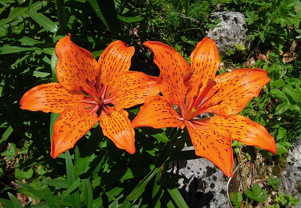 Lilium bulbiferum subsp. croceum