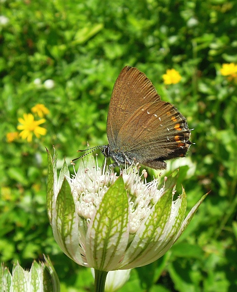 Astrantia major / Astranzia maggiore