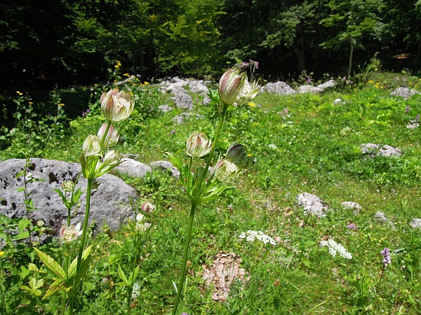 Astrantia major / Astranzia maggiore