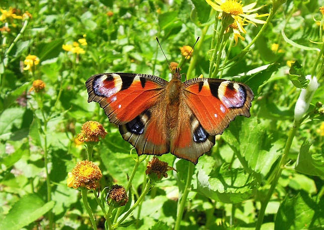 Aglais io