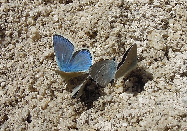 Cyaniris semiargus?