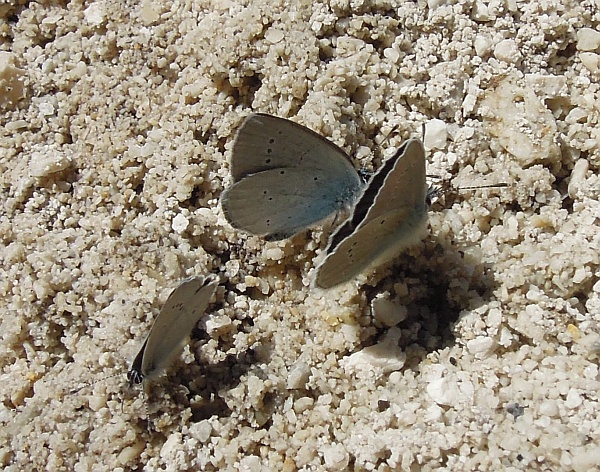 Cyaniris semiargus?