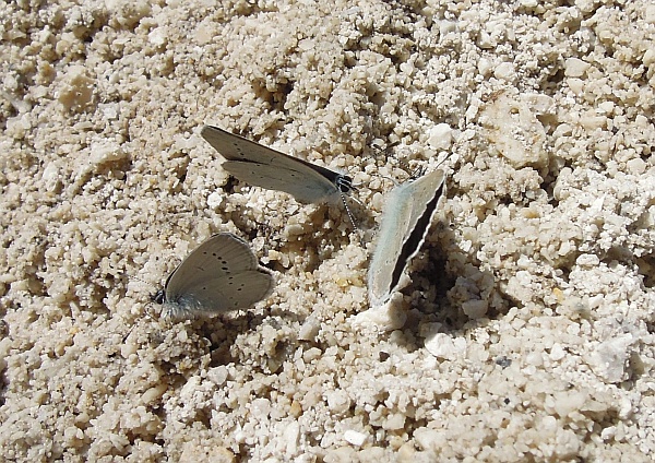 Cyaniris semiargus?