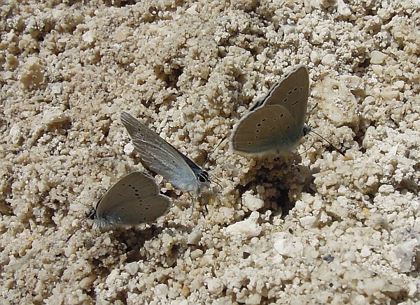Cyaniris semiargus?