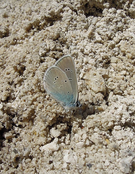 Cyaniris semiargus?