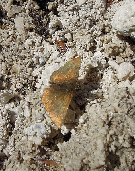 Cyaniris semiargus?