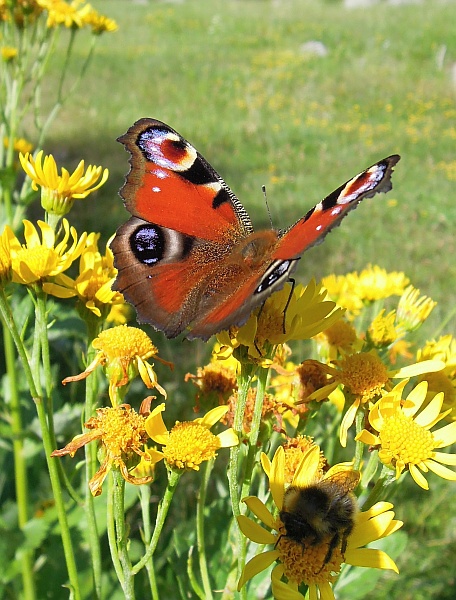 Aglais io