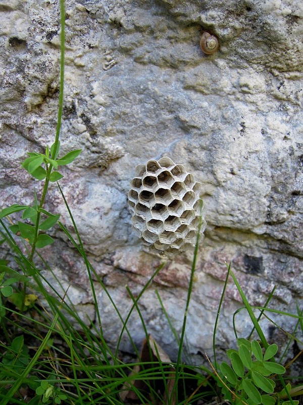 Chi le costruisce? Polistes biglumis (Vespidae)
