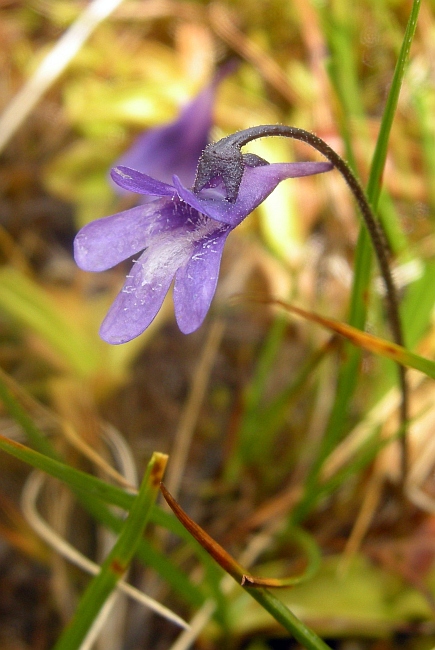 Pinguicula vulgaris L. subsp. vulgaris