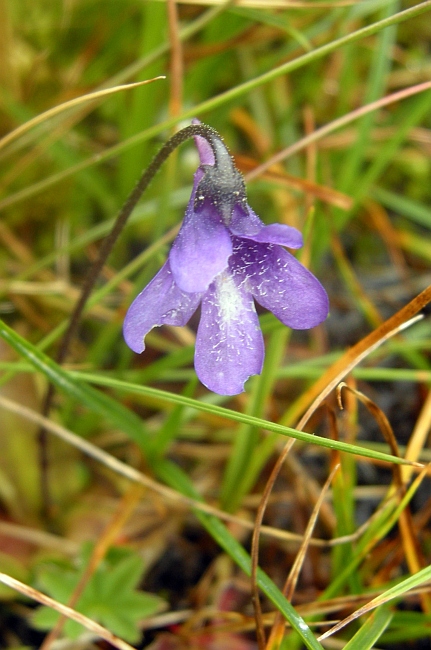 Pinguicula vulgaris L. subsp. vulgaris