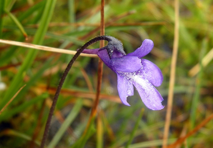 Pinguicula vulgaris L. subsp. vulgaris