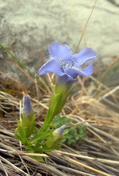 Gentianopsis  ciliata