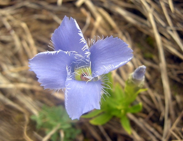 Gentianopsis  ciliata